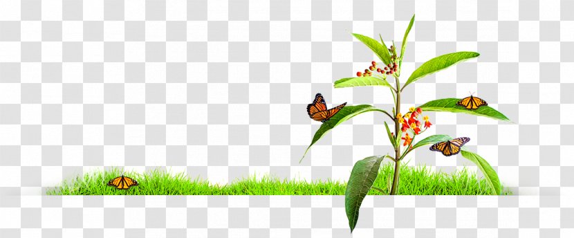 Insect Grasses Plant Stem Illustration Flower - Perfect Flyer Transparent PNG