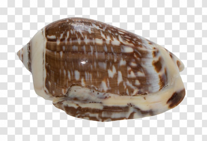 Cockle Conchology Seashell Snail Gastropods - Whelk Transparent PNG