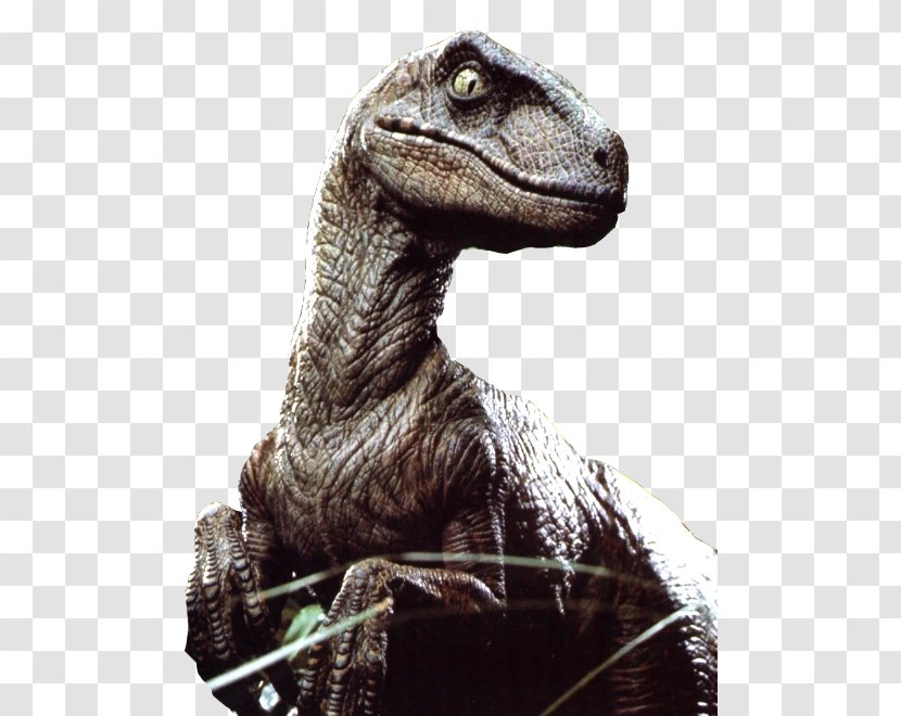 Velociraptor Jurassic Park: The Game Utahraptor Dinosaur - Chris Pratt - Park Transparent PNG