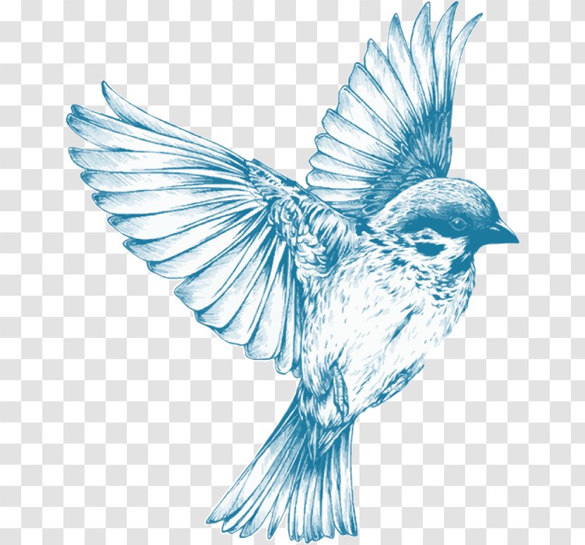 Bird Drawing For Girls Sketch - Beak - Blue Transparent PNG