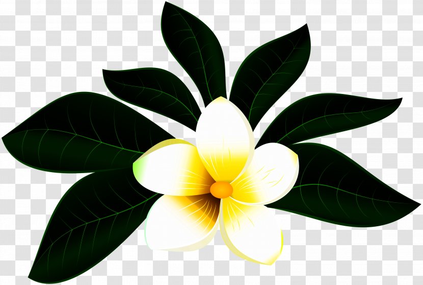 Floral Flower Background - Leaf - Wildflower Transparent PNG