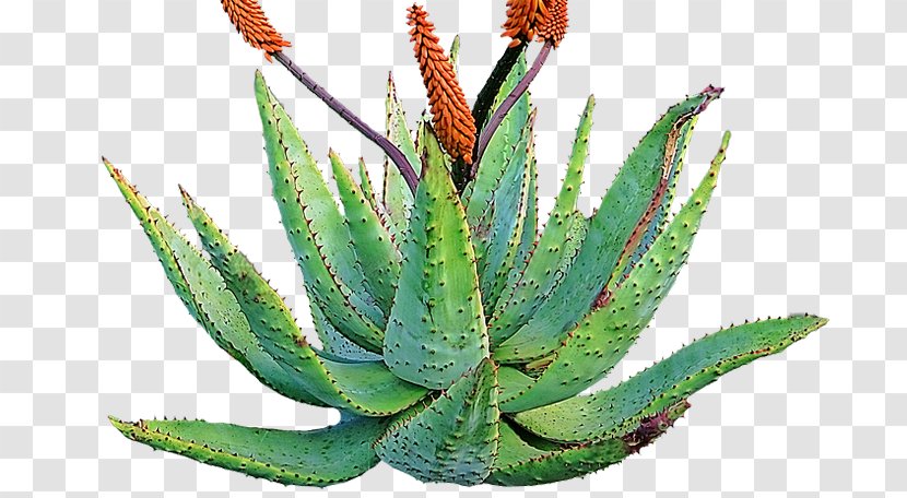 Aloe Vera Succulent Plant Skin Medicine - Herbalism Transparent PNG