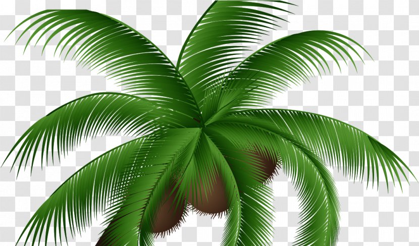 Coconut Water Palm Trees Clip Art - Green - Clipart Transparent PNG