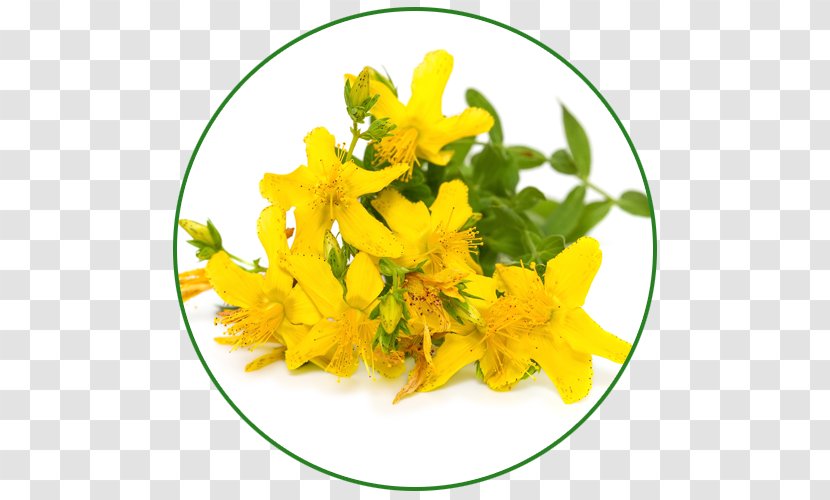 Perforate St John's-wort Herb Extract Dietary Supplement Stock Photography - Yellow - Can Photo Transparent PNG