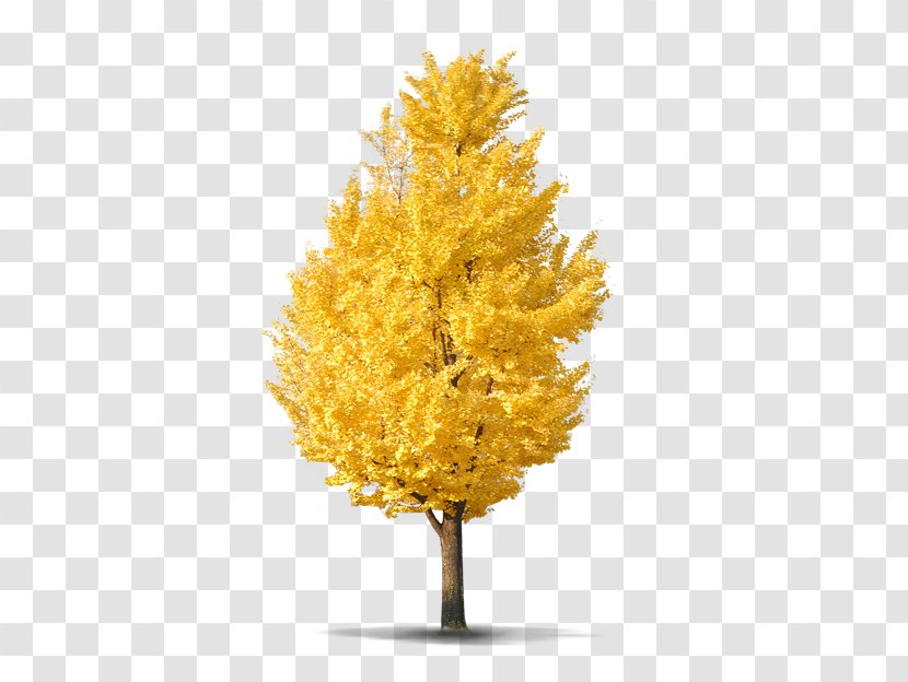 Autumn Tree - Maple - Twig Transparent PNG
