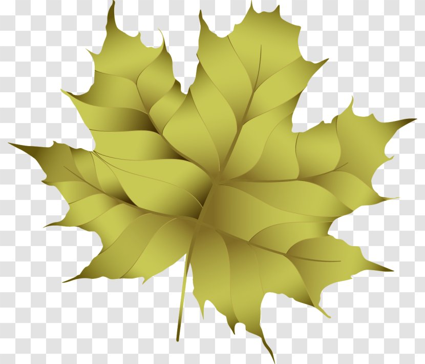 Maple Leaf - Design Transparent PNG