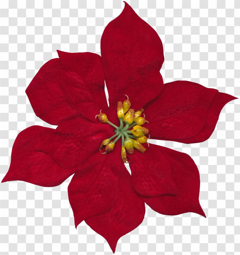 Cut Flowers Floral Design Rosaceae - Flower - Hibiscus Transparent PNG