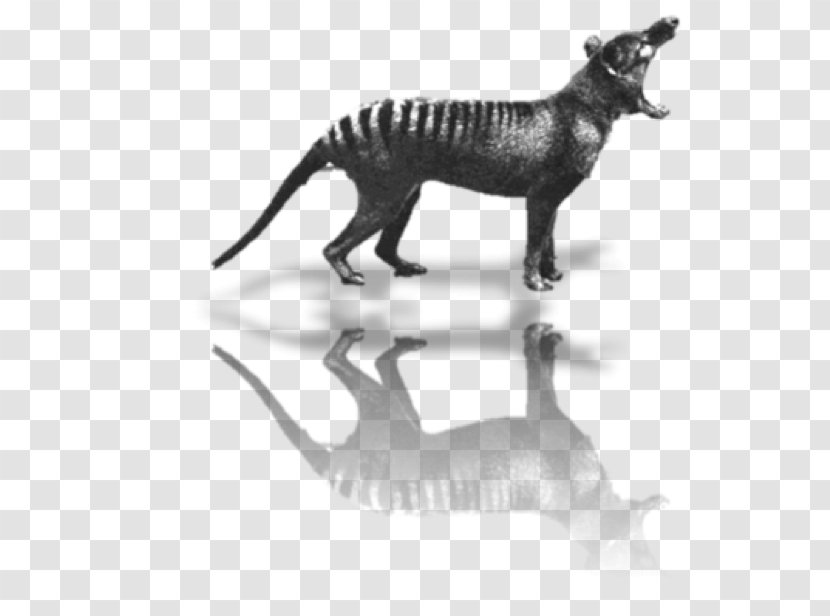 Tasmania Tiger Thylacine Extinction On The Track Of Unknown Animals - Terrestrial Animal Transparent PNG