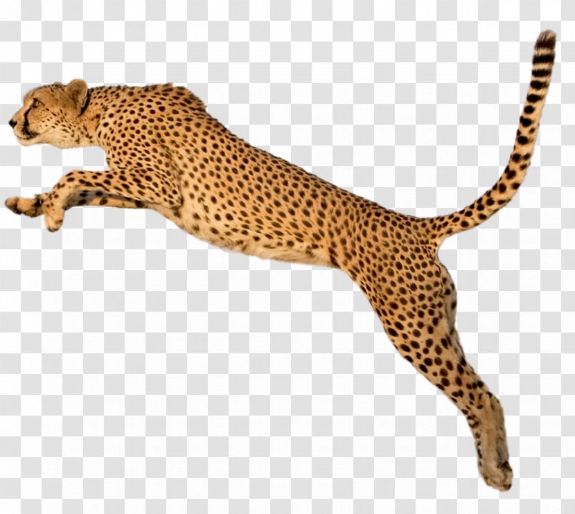 Cheetah Tiger Clip Art - Felidae Transparent PNG