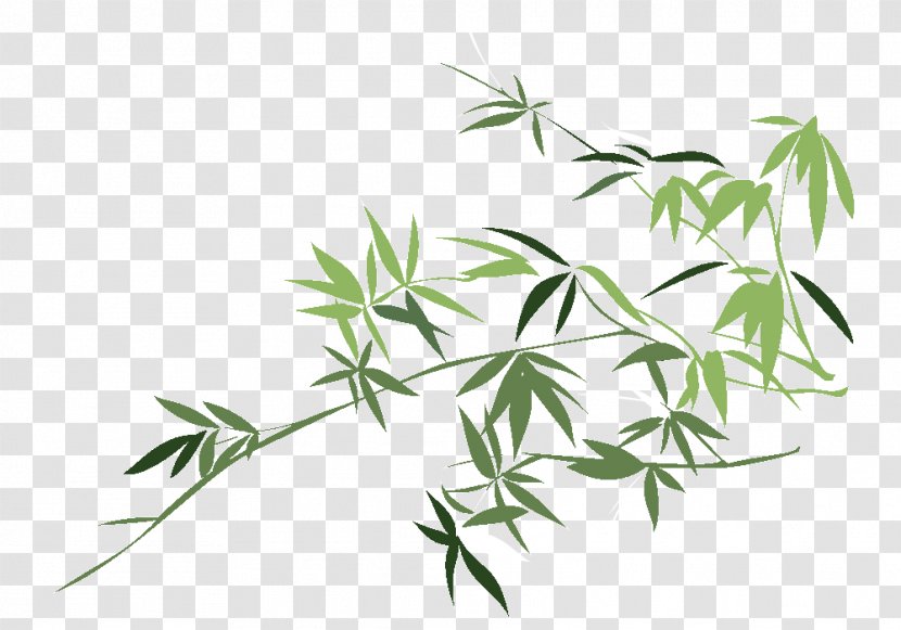 Leaf Bamboo Chusquea Culeou Drawing Plant - Grass Transparent PNG