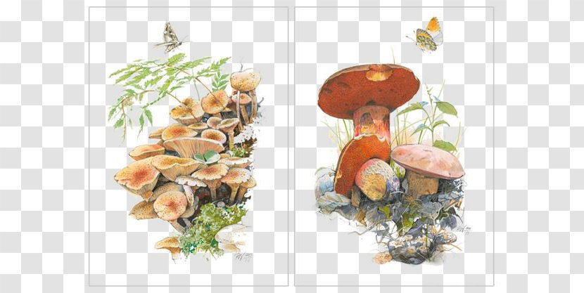 Cartoon Illustrator Illustration - Seafood - Hand-painted Mushroom Material Picture Transparent PNG