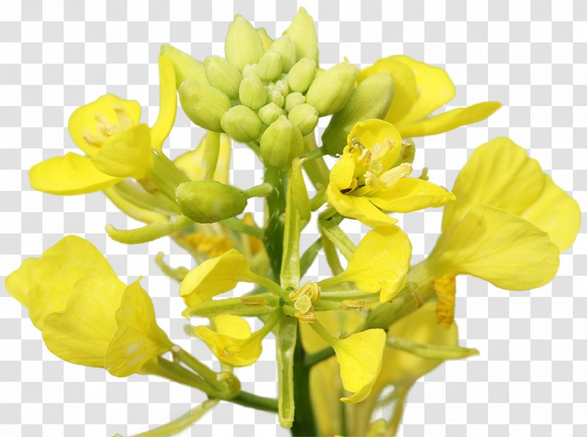Mustard Plant Rapeseed Brassica Rapa Juncea Transparent PNG