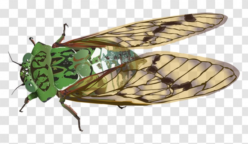 Insect Cicadas Cicadidae Butterfly - Wing - Cigar Vector Transparent PNG