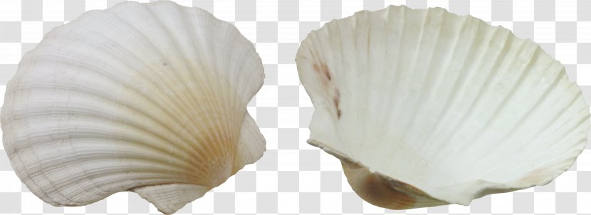 Seashell Clip Art - Caracol Transparent PNG