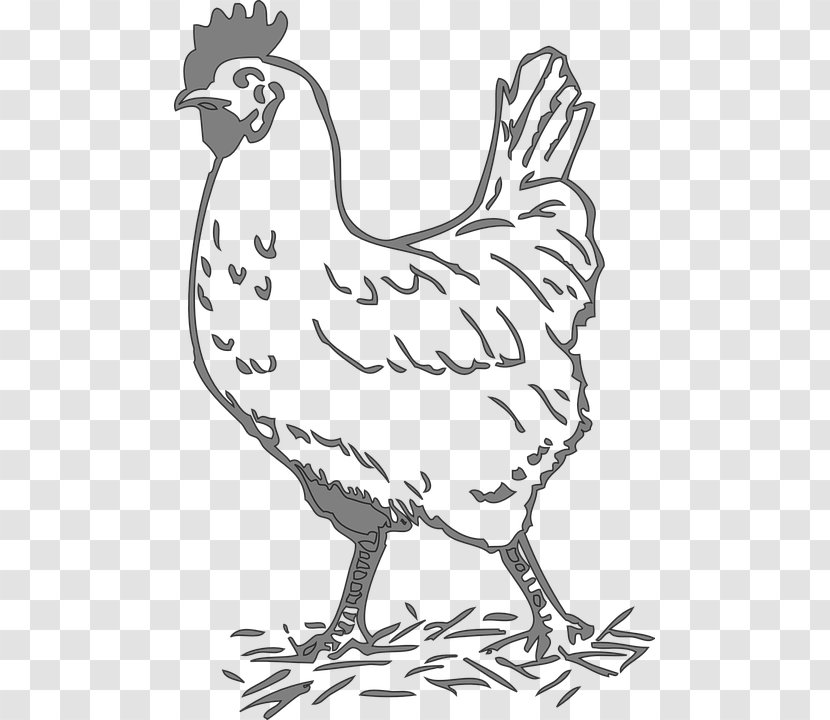 Leghorn Chicken Rooster Clip Art Poultry The Little Red Hen - Ayam Potong Transparent PNG