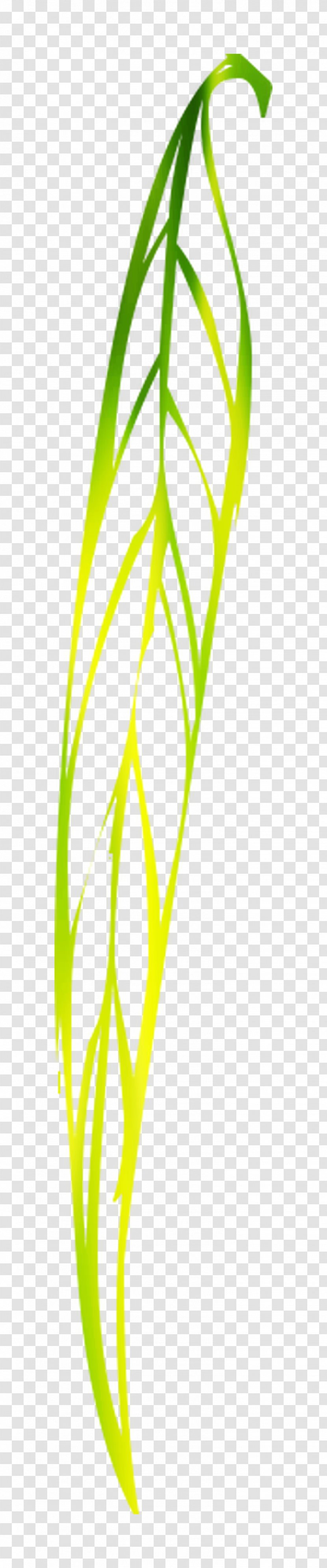 Leaf Vegetable Product Design Plant Stem Line - Grass Family Transparent PNG