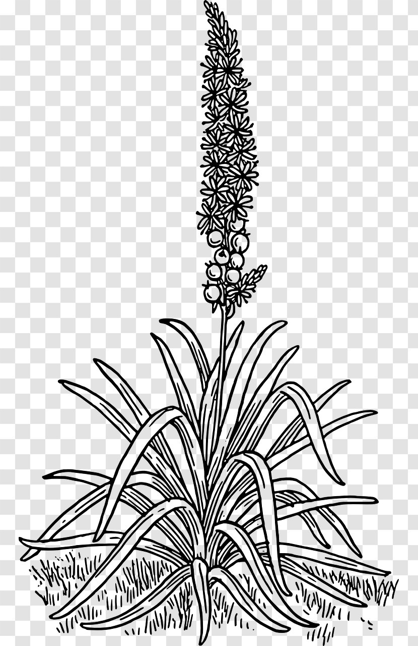 Asphodel Meadows Branched Drawing Clip Art - Line - Flower Transparent PNG