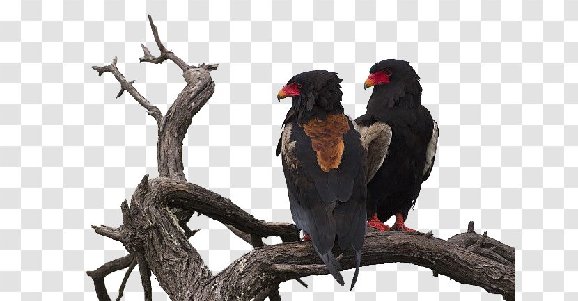 Central Kalahari Game Reserve Crows Stock Photography - Crow Transparent PNG