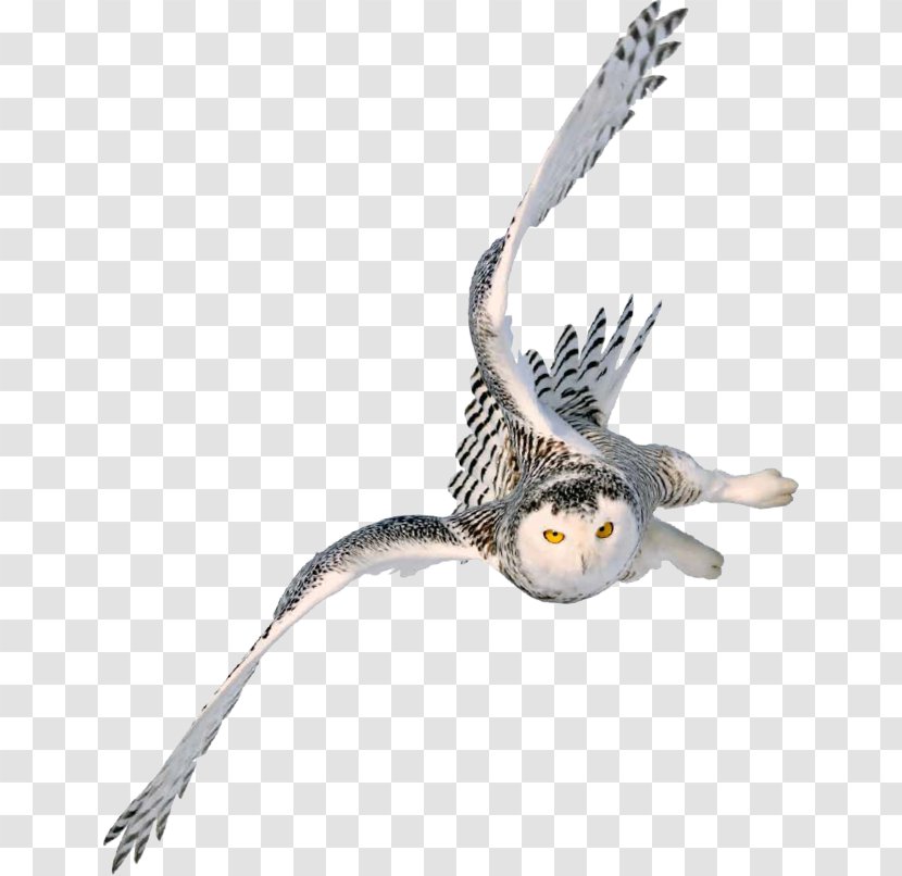 Snowy Owl Image Barn - Harry Potter Books Transparent PNG