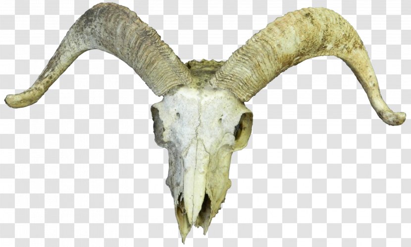 Goat Cattle Skull Horn Bone Transparent PNG