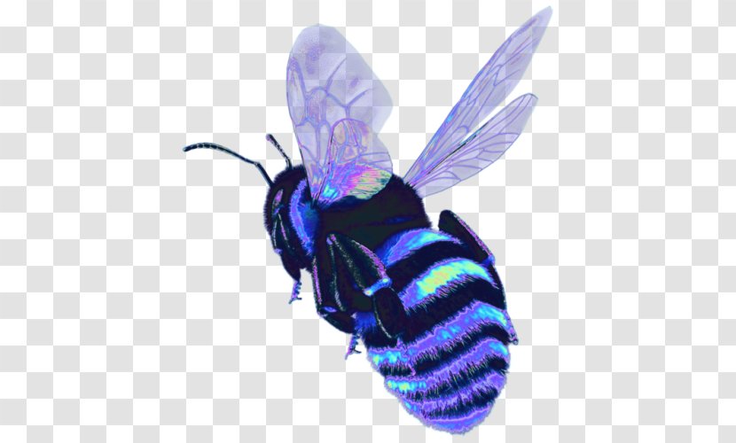 Western Honey Bee Insect Characteristics Of Common Wasps And Bees - Alan Reed Transparent PNG