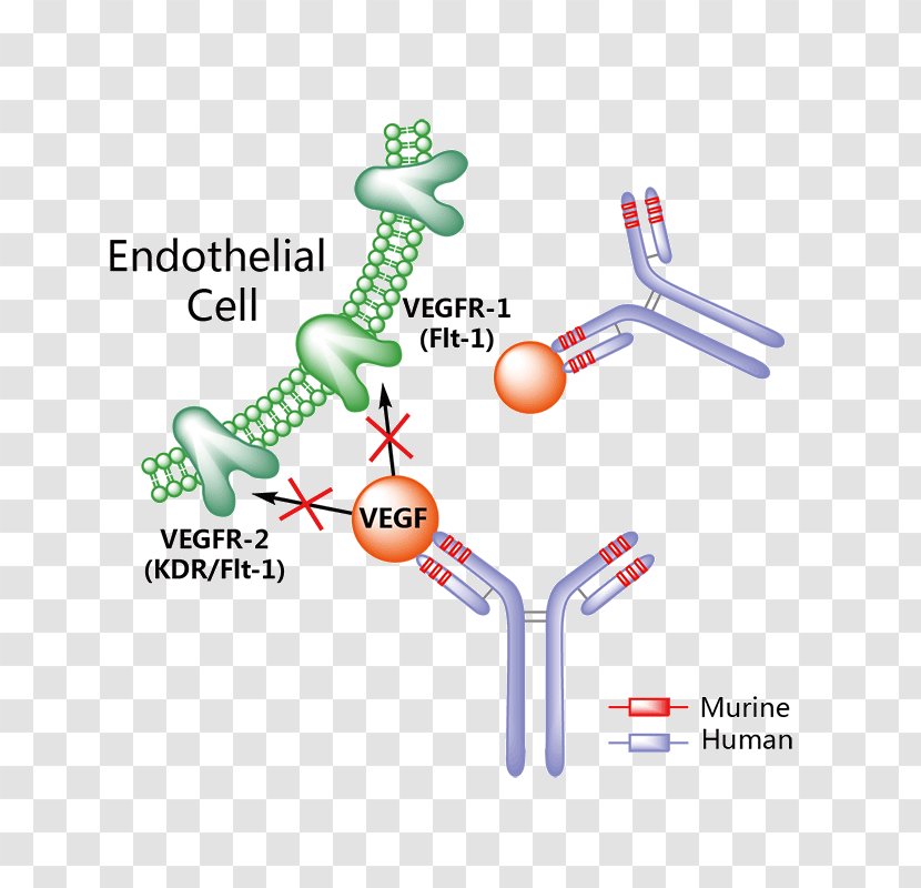 Erenumab Calcitonin Gene-related Peptide Galcanezumab Migraine Pharmaceutical Drug - Receptor - Vegf Transparent PNG