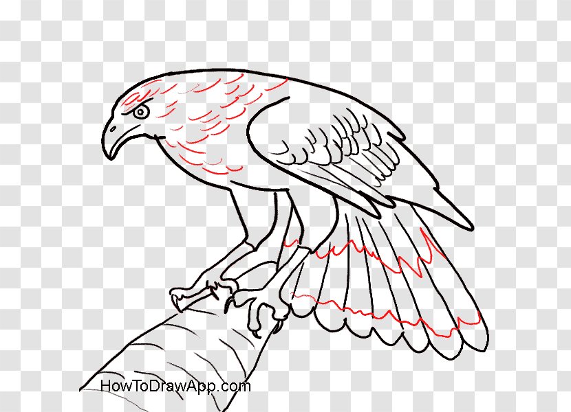 Bald Eagle Bird Drawing - Wiring Diagram Transparent PNG