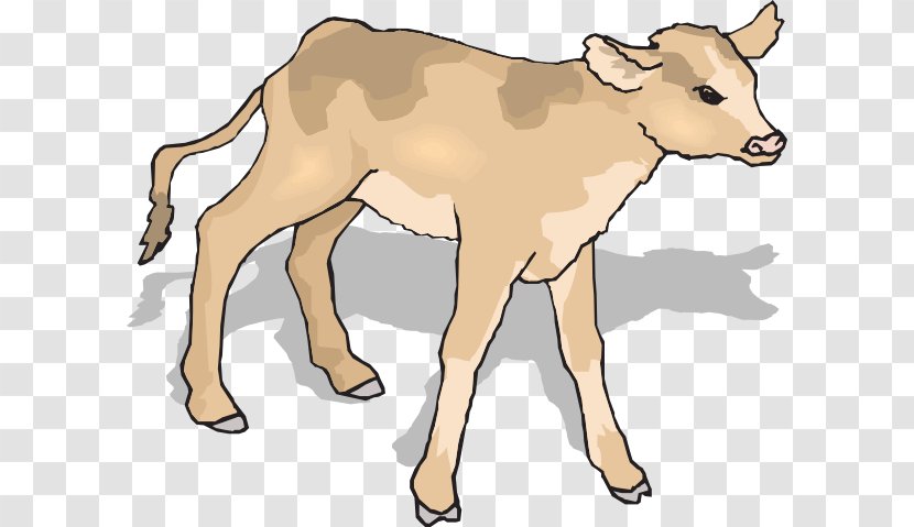 Angus Cattle Calf Clip Art - Free Content - Cliparts Transparent PNG