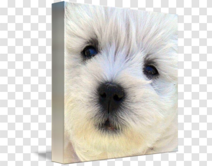 West Highland White Terrier Cairn Norfolk Dandie Dinmont Maltese Dog - Puppy Transparent PNG