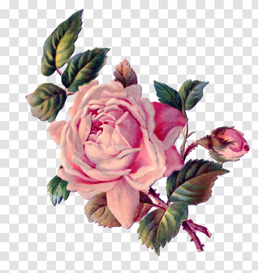 Flower Rose Pink Clip Art - Collage - Antique Transparent PNG