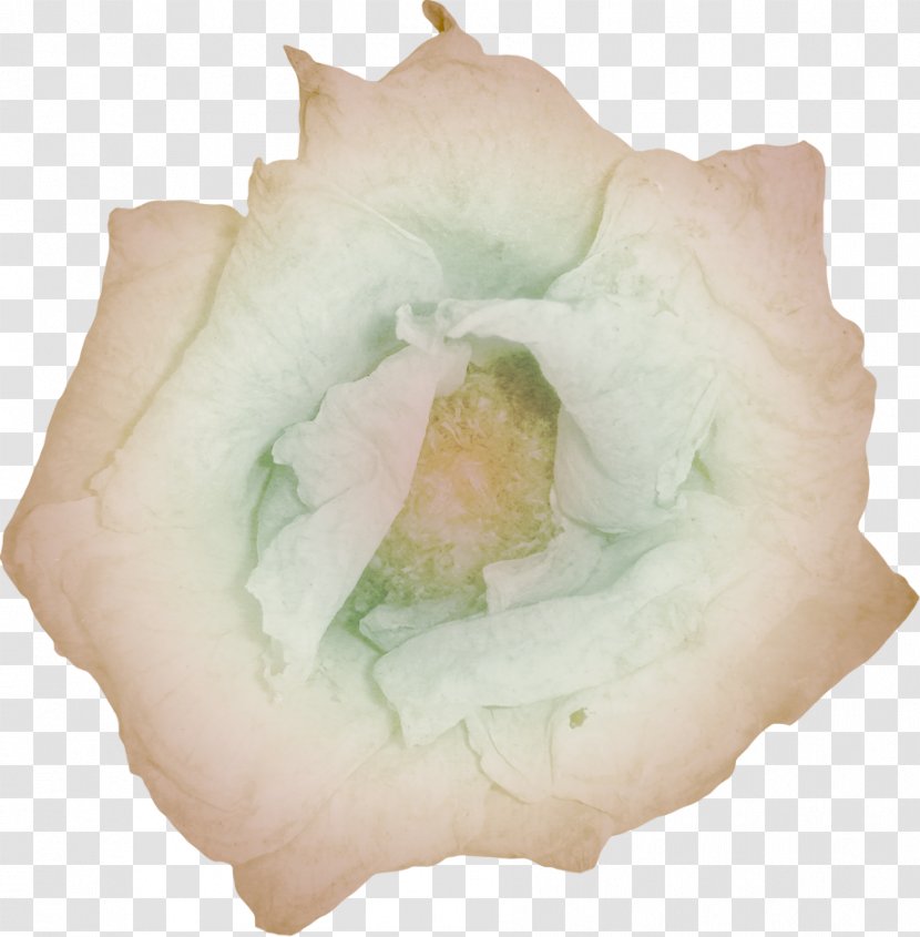 Flower Chamomile Mixed Gender Clip Art - Businessperson Transparent PNG