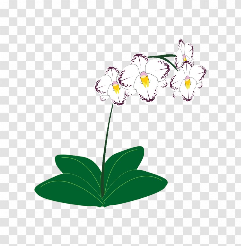 Clip Art Vector Graphics Orchids Illustration - Flower - Orchid Transparent PNG