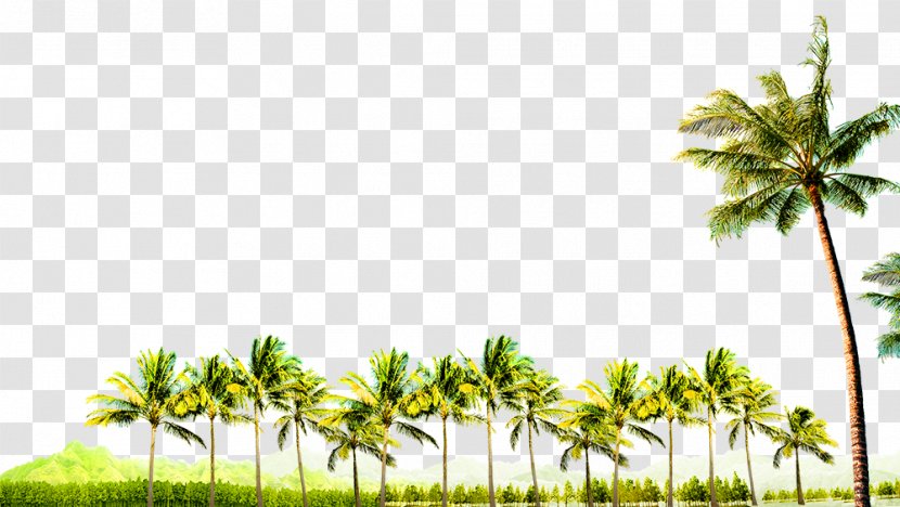 Tree Coconut - Sky - Grove Decoration Borders Transparent PNG