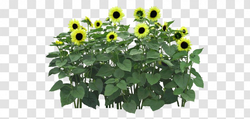 Flower Computer File - Plant - Sunflower Field Transparent PNG
