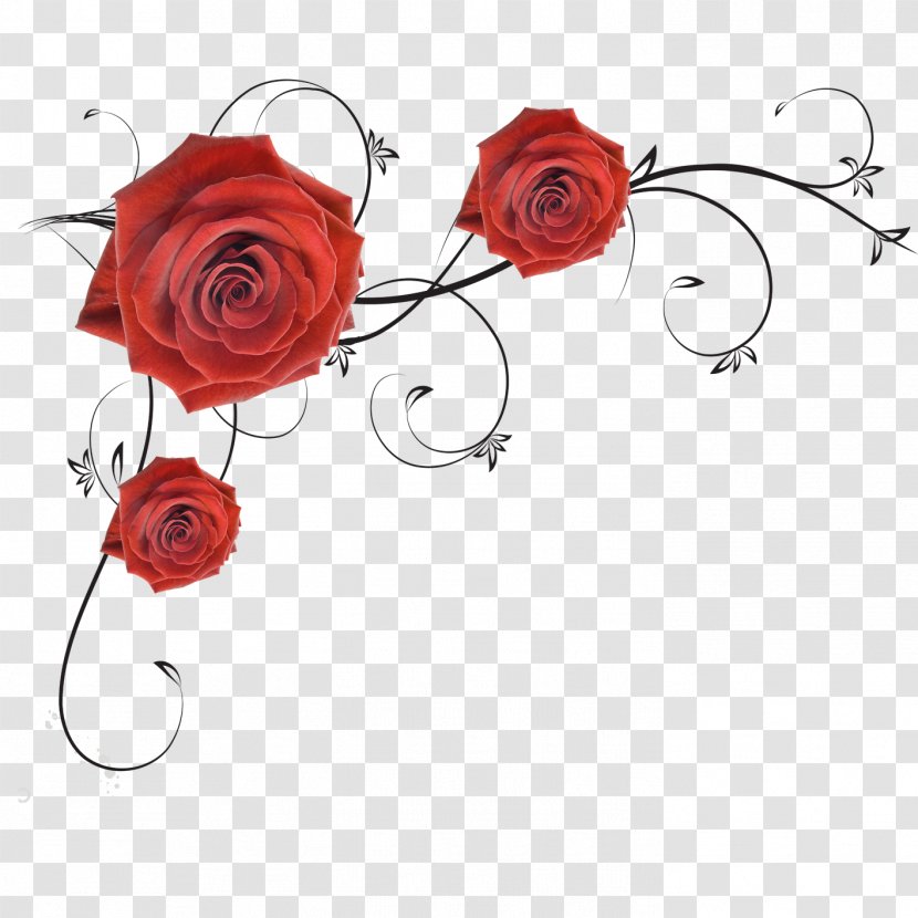 Garden Roses Beach Rose - Huadi Transparent PNG