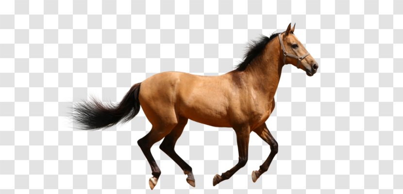 Horse Mare Donkey Mule Image - Riding - Bling Transparent PNG