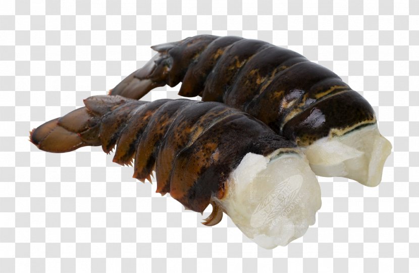 Decapoda Lobster Jonah Crab Langostino Transparent PNG
