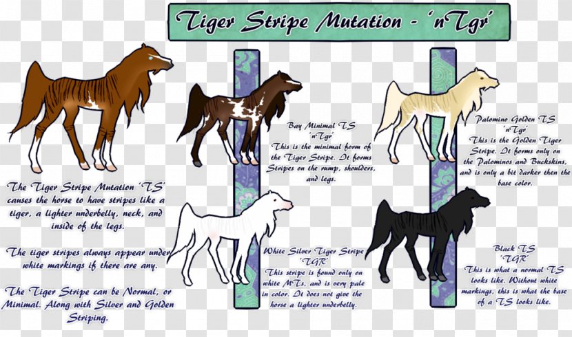 Foal Mustang Colt Stallion Halter - Dog - Tiger Stripes Transparent PNG