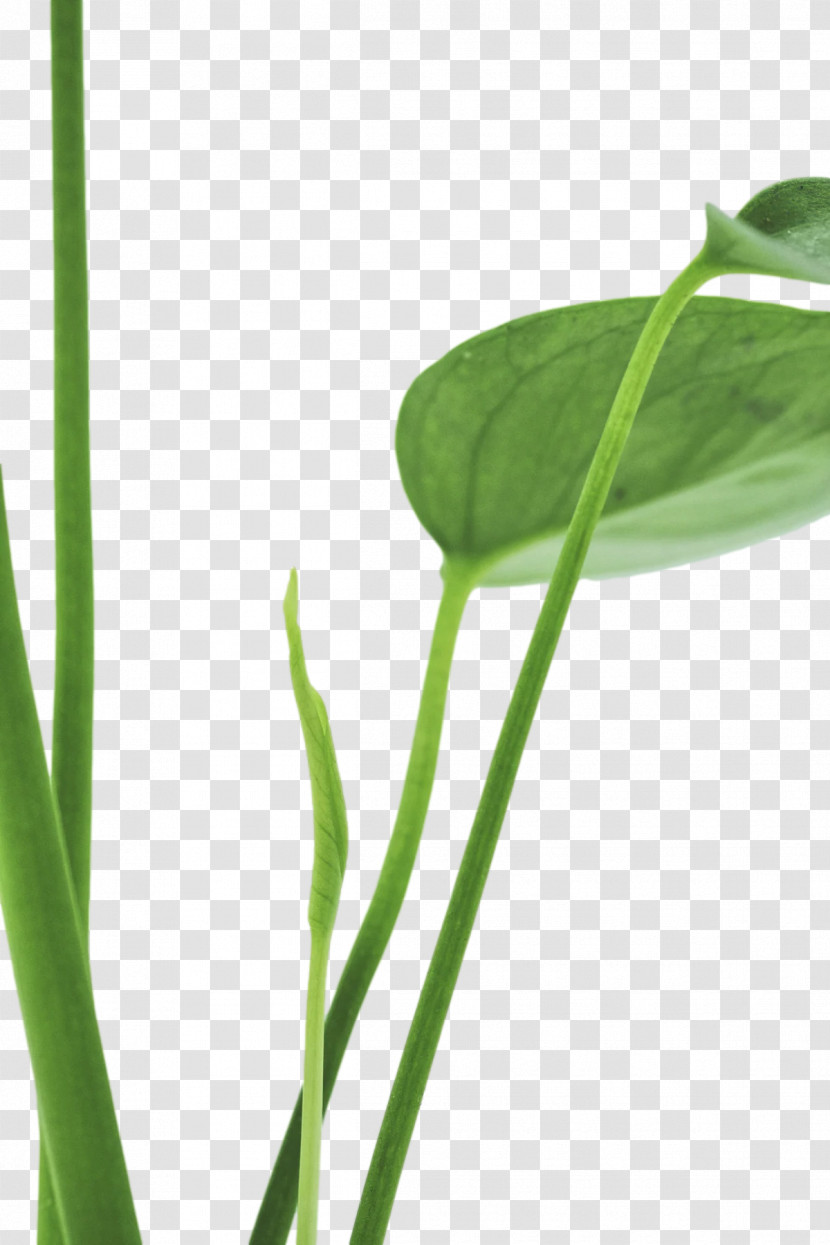 Plant Stem Leaf Grasses Close-up Herb Transparent PNG