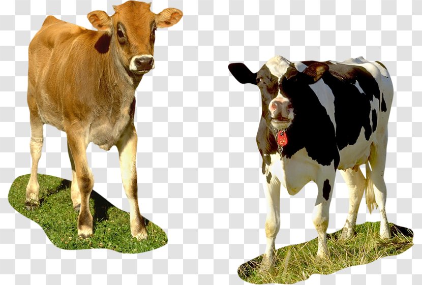 Taurine Cattle Holstein Friesian Calf Brown Swiss - Bovine - Cow Transparent PNG