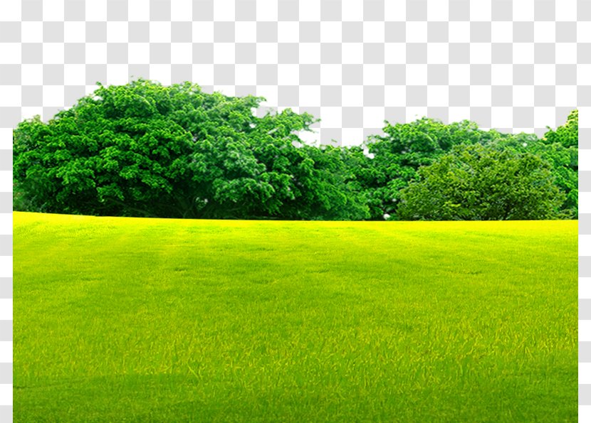 Lawn Grassland - Plain - Woods On The Grass Transparent PNG