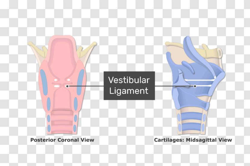 Larynx Vestibular Fold Vocal Folds Ligament - Tree - Watercolor Transparent PNG
