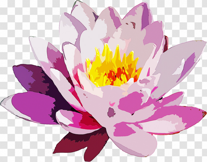 Flower Petal Fragrant White Water Lily Aquatic Plant Pink Transparent PNG