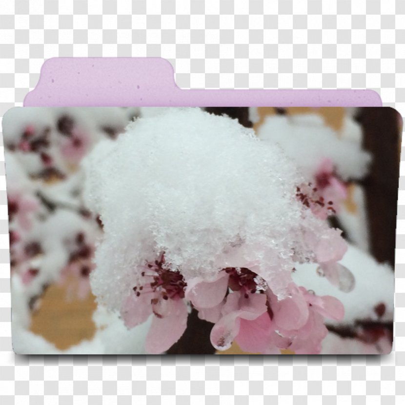 DeviantArt ST.AU.150 MIN.V.UNC.NR AD Petal Flower - Snow Transparent PNG