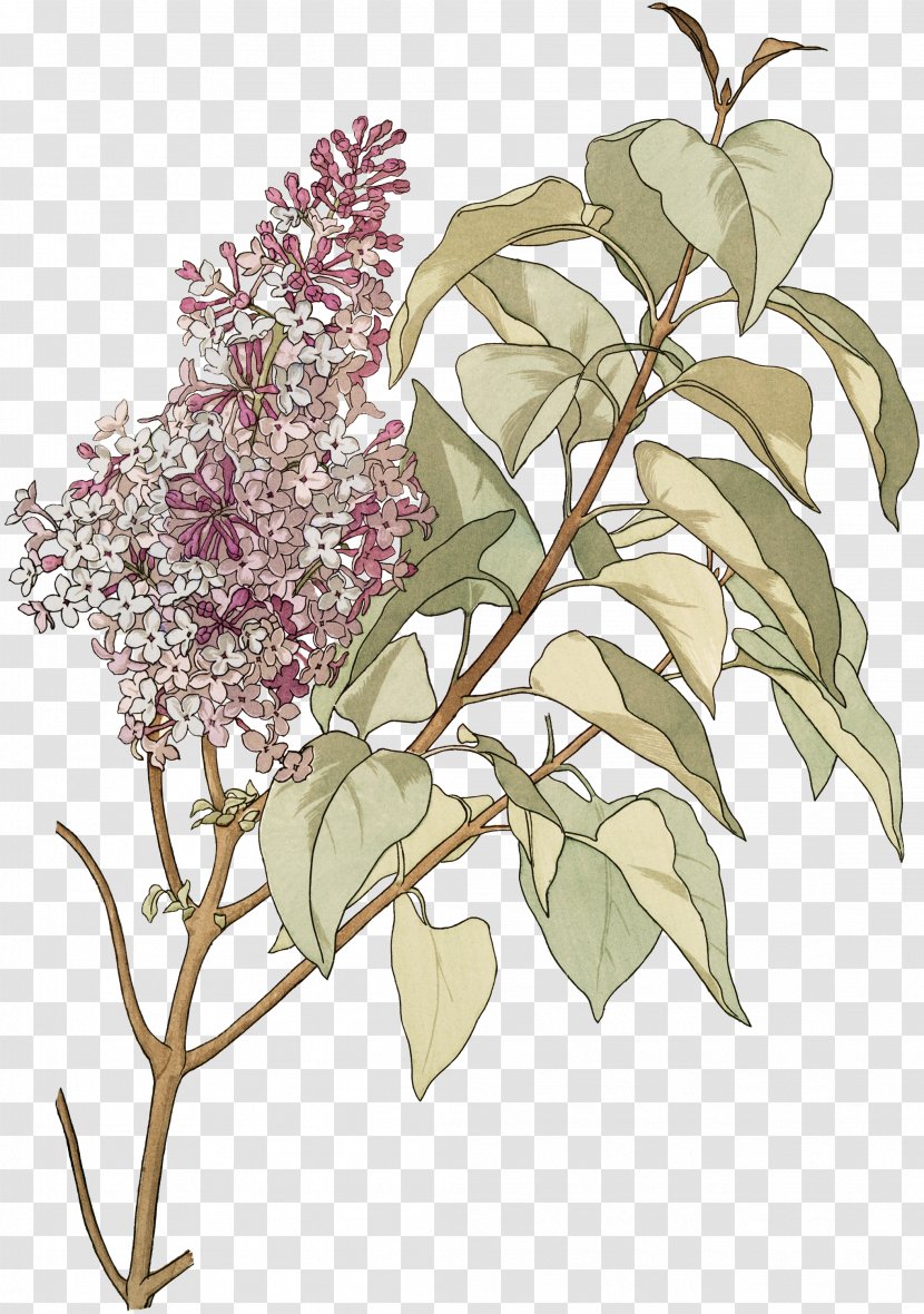 Botanical Illustration Printmaking Book Garden - Lilac Flowers Transparent PNG