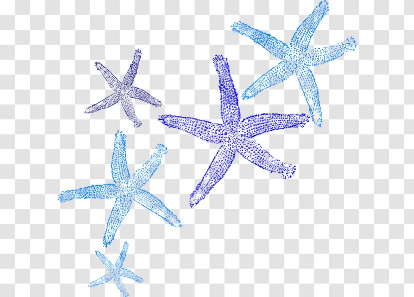 Starfish Clip Art - Organism Transparent PNG