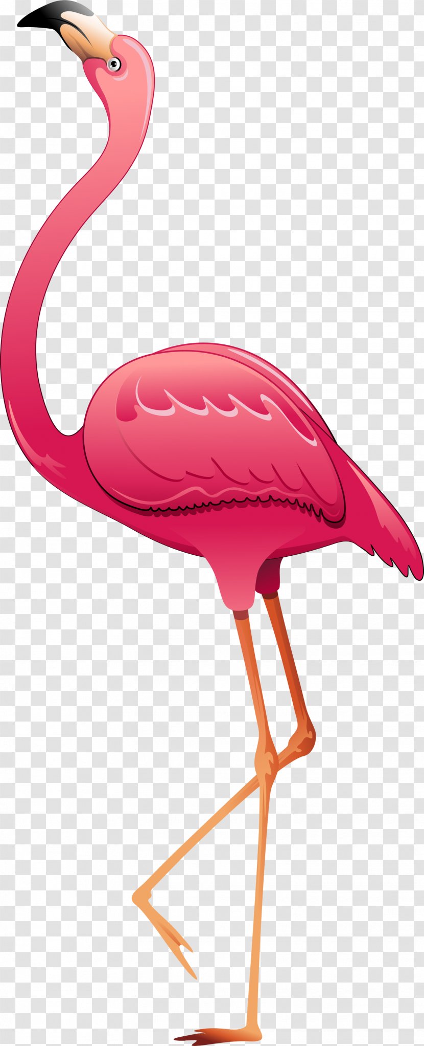 Greater Flamingo Bird - Installation Transparent PNG