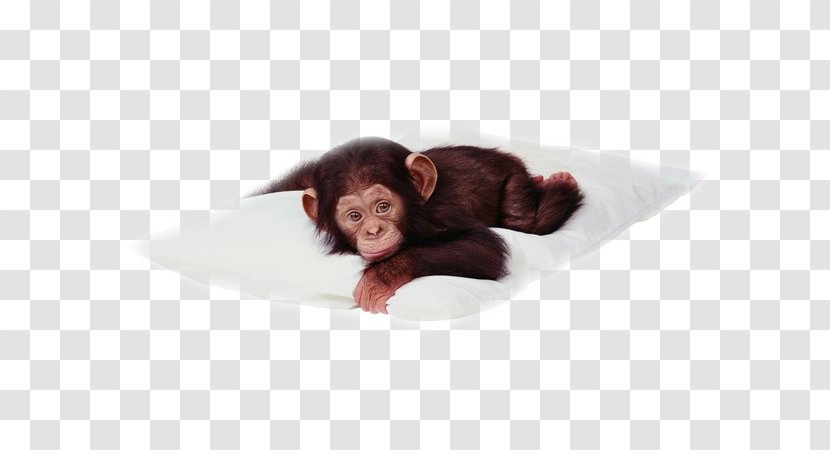 Chimpanzee Desktop Wallpaper Primate Monkey - Tenor Transparent PNG