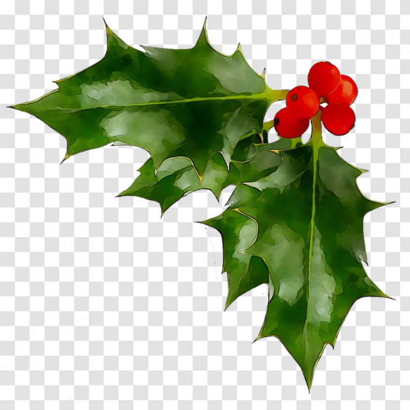 Stock Photography Clip Art Christmas Day Image Common Holly - Tree - Plane Transparent PNG