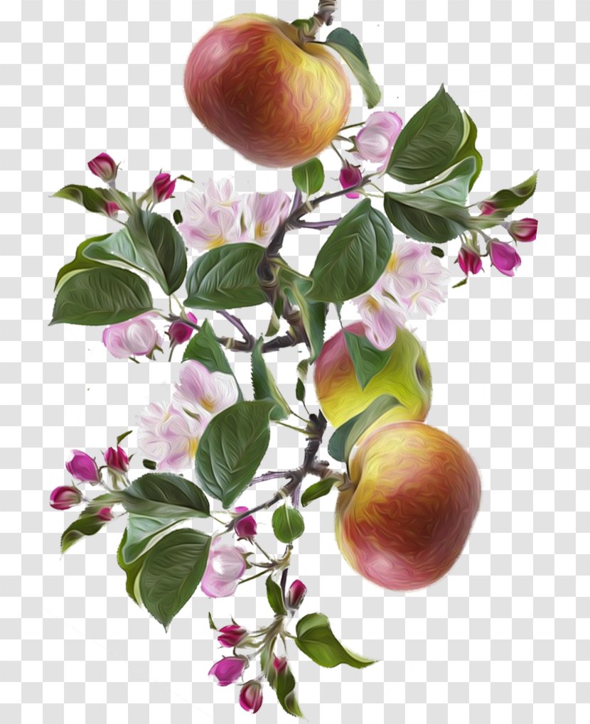 Apple Peach Food Fruit Tree Transparent PNG
